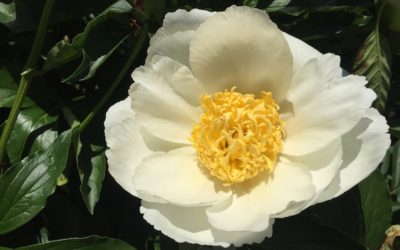 BAI SHAO YAO – KORZEŃ PIWONII CHIŃSKIEJ O BIAŁYCH KWIATACH