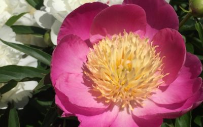 CHI SHAO YAO – KORZEŃ PIWONII CHIŃSKIEJ O CZERWONYCH KWIATACH