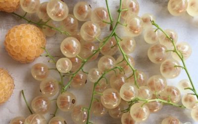 OWOCE – ZASTOSOWANIE W TERAPII