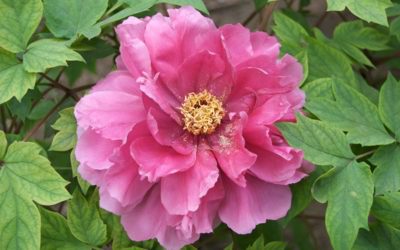 PIWONIE – ZASTOSOWANIE W ZIOŁOLECZNICTWIE CHIŃSKIM I EUROPEJSKIM