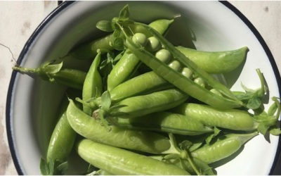 WARZYWA – CHARAKTERYSTYKA PRODUKTÓW