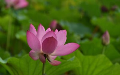 CHIŃSKIE LEKI ZIOŁOWE