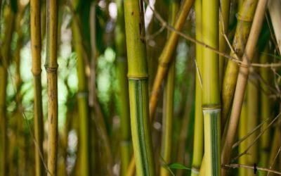 CO KRYJE SIĘ POD POJĘCIEM MEDYCYNA CHIŃSKA?