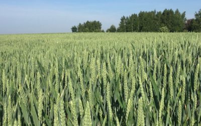 ZBOŻA – INFORMACJE OGÓLNE