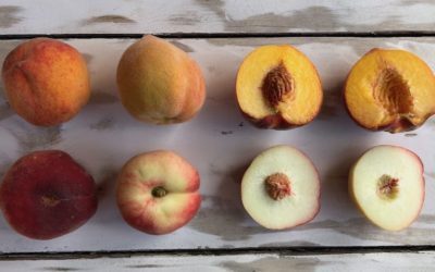 BRZOSKWINIE / NEKTARYNY