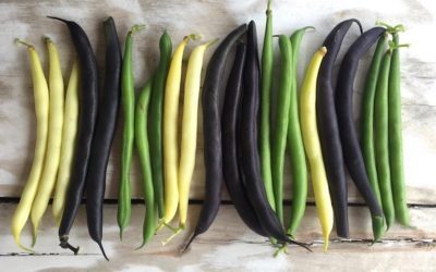 WARZYWA STRĄCZKOWE: FASOLKA SZPARAGOWA / BÓB / GROCH CUKROWY