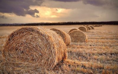 24 SEZONY SŁONECZNE, XIV – CHU SHU OGRANICZONE GORĄCO