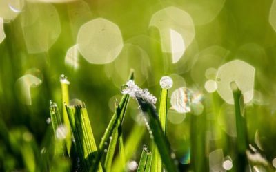 24 SEZONY SŁONECZNE, XVII – HAN LU ZIMNA ROSA