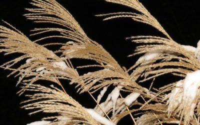 24 SEZONY SŁONECZNE, XX – XIAO XUE MAŁY ŚNIEG