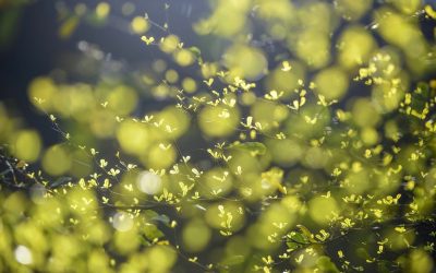 24 SEZONY SŁONECZNE, I – LI CHUN POCZĄTEK WIOSNY