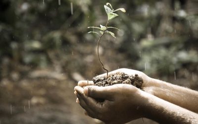 24 SEZONY SŁONECZNE, II –  YU SHUI WODA DESZCZU