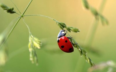 24 SEZONY SŁONECZNE, III – JING ZHE BUDZENIE SIĘ OWADÓW