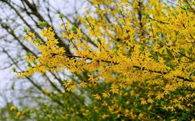 LIAN QIAO – OWOC FORSYCJI ZWISAJĄCEJ