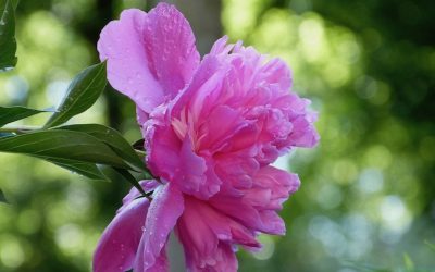 24 SEZONY SŁONECZNE, VI – GU YU DESZCZ DLA ZBÓŻ