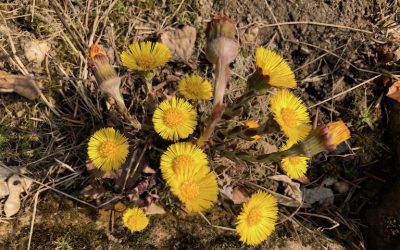 KUAN DONG HUA – KWIATY PODBIAŁU POSPOLITEGO