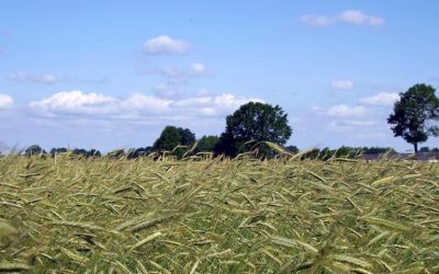 24 SEZONY SŁONECZNE, VIII – XIAO MAN MNIEJSZA PEŁNOŚĆ ZIAREN