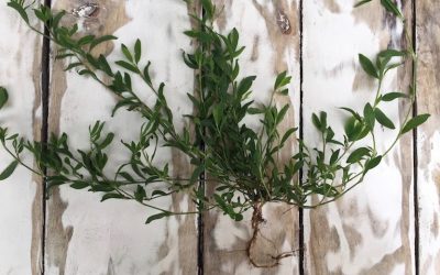 WSPOMAGAMY PĘCHERZ MOCZOWY – ZIELE RDESTU PTASIEGO BIAN XU