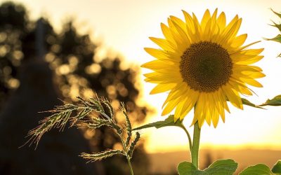 24 SEZONY SŁONECZNE, X- XIA ZHI LETNIE PRZESILENIE