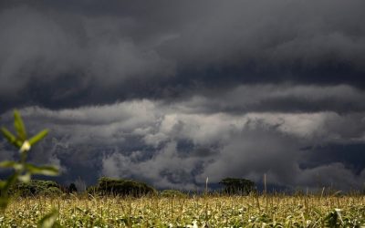 24 SEZONY SŁONECZNE, XI – XIAO SHU MNIEJSZE GORĄCO