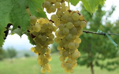 PODOBNE LECZ PODOBNYM – PRAWO SYGNATUR