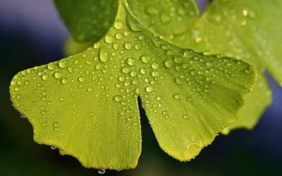 SUCHOŚĆ – ZALECENIA DIETETYCZNE