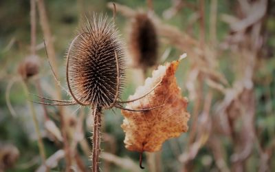SUCHOŚĆ – CZYNNIK CHOROBOTWÓRCZY