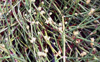 MA HUANG – ZIELE PRZĘŚLI