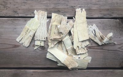 KORZEŃ TRAGANKA BŁONIASTEGO – HUANG QI