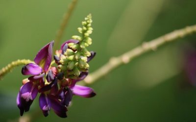 KORZEŃ KUDZU – GE GEN