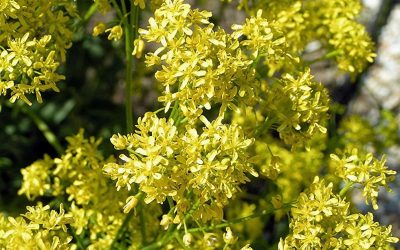 URZET BARWIEŃSKI – INDYGO W LECZENIU CHORÓB EPIDEMIOLOGICZNYCH