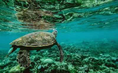 ŻYCIE TRWA TYLKO POMIĘDZY ODDECHAMI CZYLI O REGULACJI ODDECHU W TRENINGU QIGONG