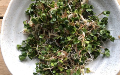 KIEŁKI I MŁODE ROŚLINY – POKARM WSPIERAJĄCY WĄTROBĘ NA WIOSNĘ