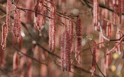 WIOSENNY DETOKS? POLECAM HARMONIZOWANIE.